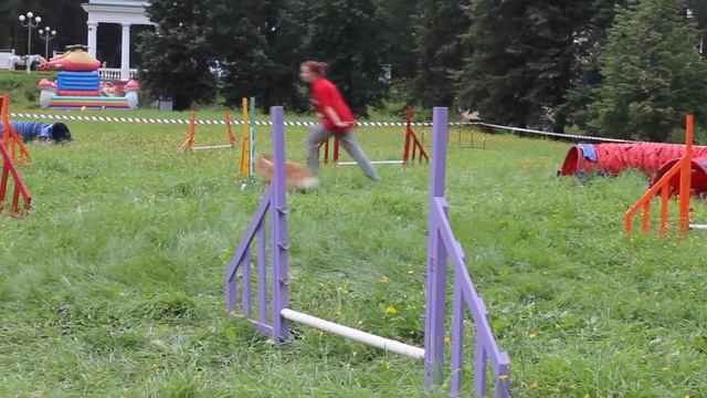24.08.2014. Шутова Анна и Корги Стеся смотреть онлайн