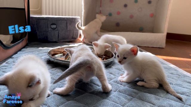 Talkative Kittens Eat Royal Canin Mother & Babycat Food For The First Time | Cute Meowing Kittens