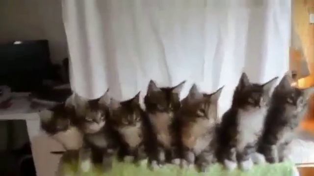 Танец сиртаки в исполнении котят смотреть онлайн