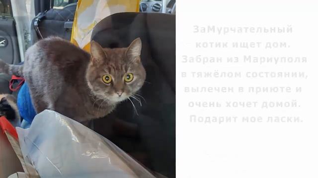 ПОСМОТРИТЕ, как они НАДЕЮТСЯ вновь обрести дом. ПОМОГИТЕ пушистикам из Мариуполя смотреть онлайн