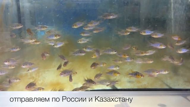 Апистограмма Рамиреса голубая вуалевая Mikrogeophagus ramirezi продажа оптом смотреть онлайн