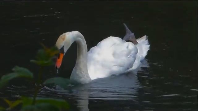 artfrob "swan song" смотреть онлайн
