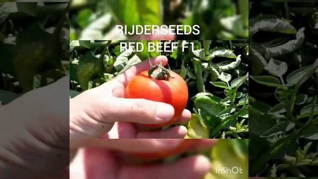 RED BEEF f1 смотреть онлайн