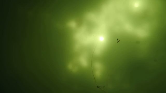 Поклёвки окуня.Урал,заводской пруд,вторая плотина.27 декабря 2015 года,глубина около трёх метров.