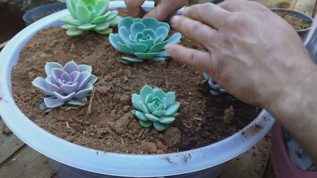 Montando uma bacia com Echeverias смотреть онлайн