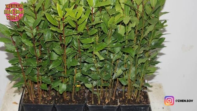 Как Вырастить Лавр - Лавровое Дерево Дома?
