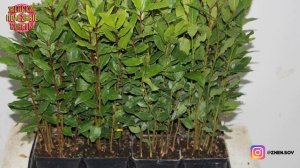 Как Вырастить Лавр - Лавровое Дерево Дома?