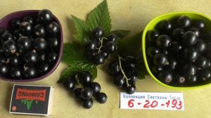 НОМЕРНАЯ ФОРМА 6 20 193   - смородина с очень хорошим вкусом... / коллекция Светланы  Татур.