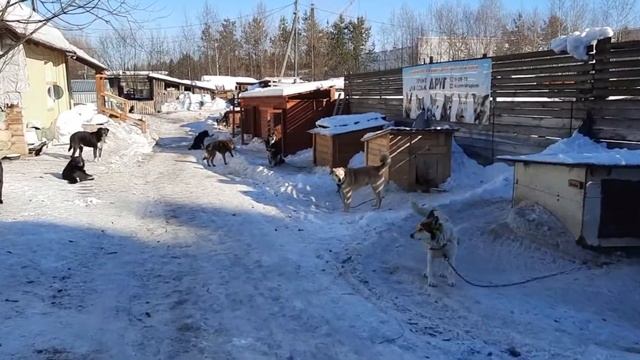ГБУ РК СШОР № 2 приют Друг смотреть онлайн