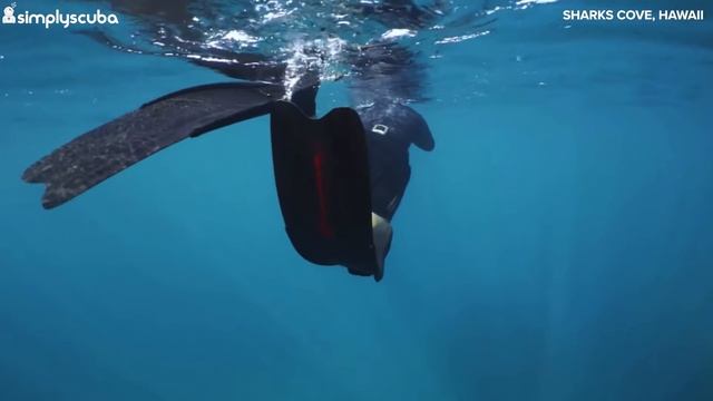 What Scuba Divers REALLY Think About Freedivers смотреть онлайн