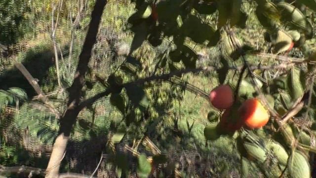 Хурма гибридная Никитская Бордовая