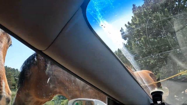 НАШЕСТВИЕ ДИКИХ ЛОШАДЕЙ И ОВЕЦ НА КИЛОМЕТРОВОЙ ВЫСОТЕ В ГОРАХ ХОРВАТИИ! / Природный парк Биоково смотреть онлайн