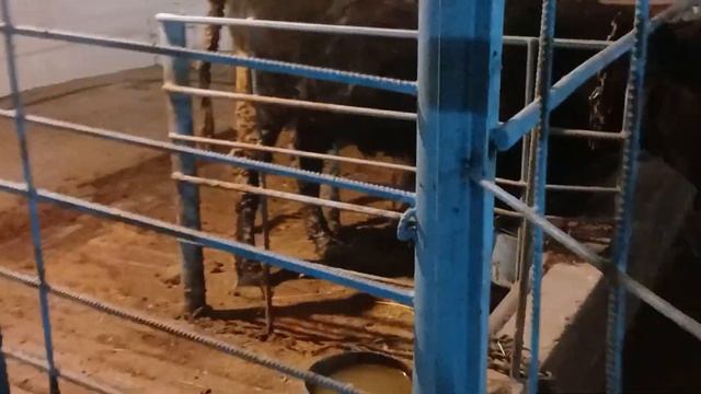 КФХ "Победа" Извиняюсь #мясо #молочный #симентал смотреть онлайн