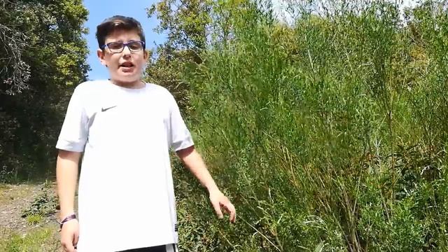 ÓSCAR GENISTA FLORIDA