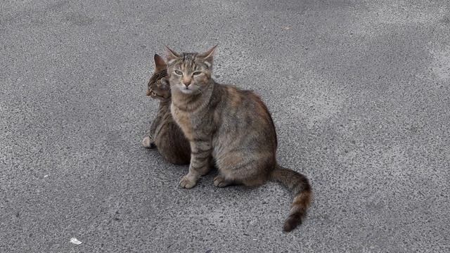 КРАСИВЫЕ И МИЛЫЕ С ВИДА КОТИКИ смотреть онлайн