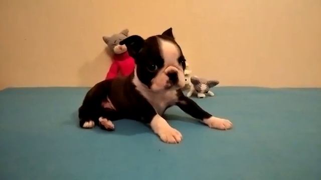 БОН ФО ШОУ ЮМИ смотреть онлайн