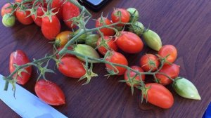 Томат ИЗЯЩНЫЕ ПАЛЬЧИКИ