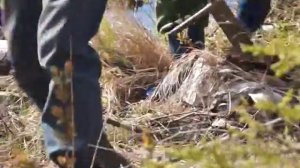 Как правильно высаживать сосны и ели в лесу? Мастер-класс от лесников