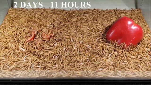 Worms eating VEGETABLE. TIMELAPSE Video 6 DAYS. Lettuce,Tomato and Paprika. смотреть онлайн