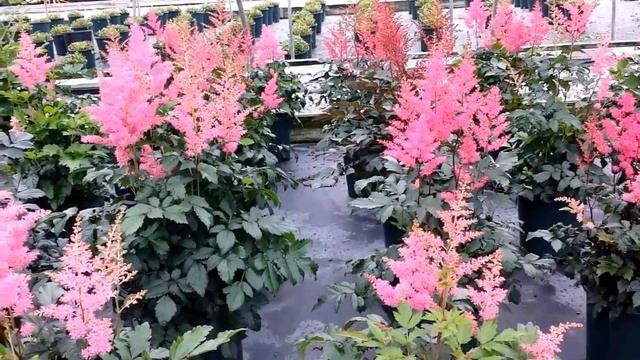 Best Perennials - Astilbe Rheinland (False Spirea) смотреть онлайн