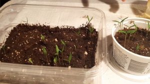 Рассада перца легко и просто. Эксперимент с семенами
