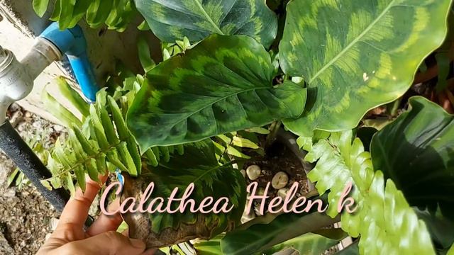 #calatheavarieties #prayerplant Calathea or Prayer Plant Varieties with names / My Collection смотреть онлайн