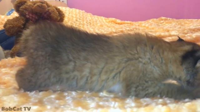 Ханна уже активно гуляет и играет, а еще у неё очень комфортное спальное место смотреть онлайн
