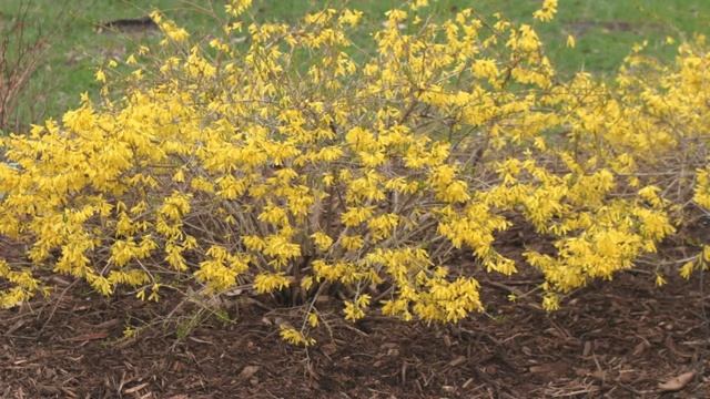Buy Goldilocks Forsythia To Use In Small Areas. It's A Dwarf Variety смотреть онлайн