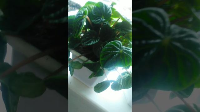 Пеперомия сморщенная | Peperomia shriveled #пеперомия смотреть онлайн