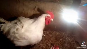big broilers ever  самые большие Бройлеры когда либо вврощенные 11.400 кг,