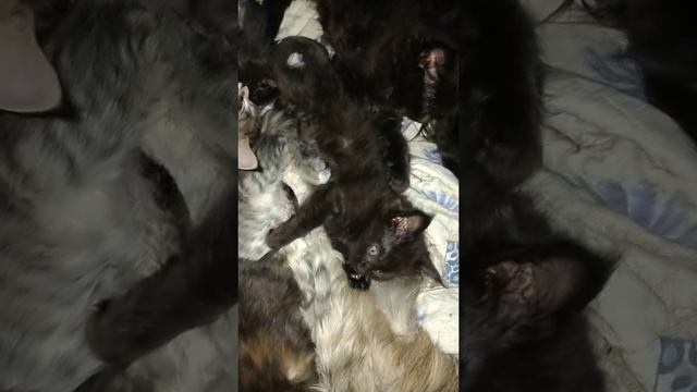 Бои без правил. Жесткий спарринг боцов ММА. Little MMA fighters hard sparring смотреть онлайн