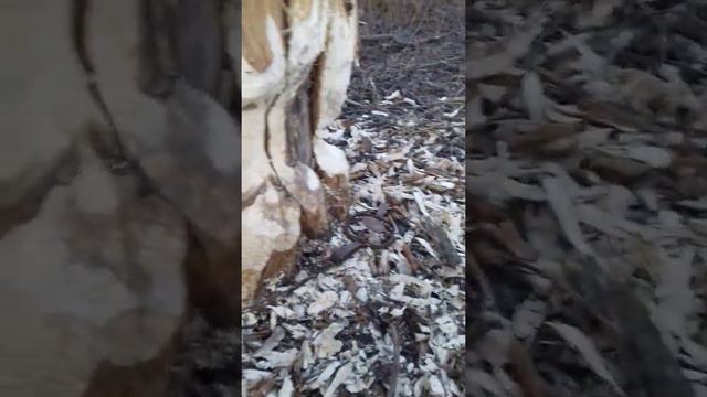 Поймали бобра за яйца смотреть онлайн
