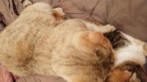 Шотландская кошка вяжется с золотым котом.Первая вязка.