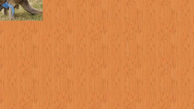 Карточки Домана Часть 3 Животные мира! смотреть онлайн