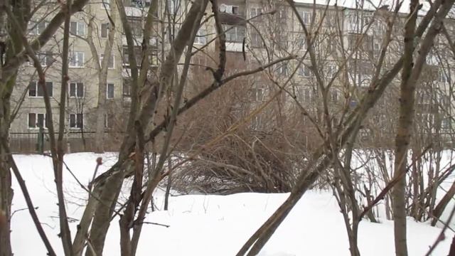 Воробьи встречают весну смотреть онлайн