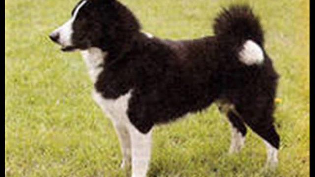 как кричат животные смотреть онлайн