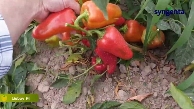 Andijondagi Liubov F1 Natijalari