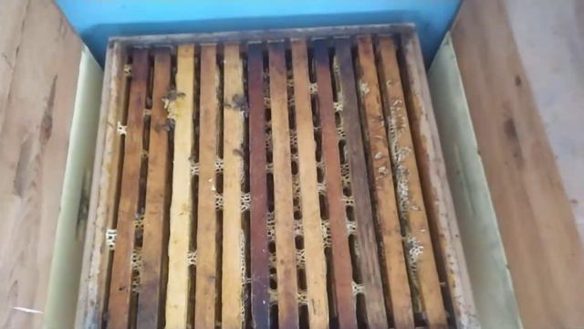 Отбираю рамки с медом!!! Сотовый мед. смотреть онлайн