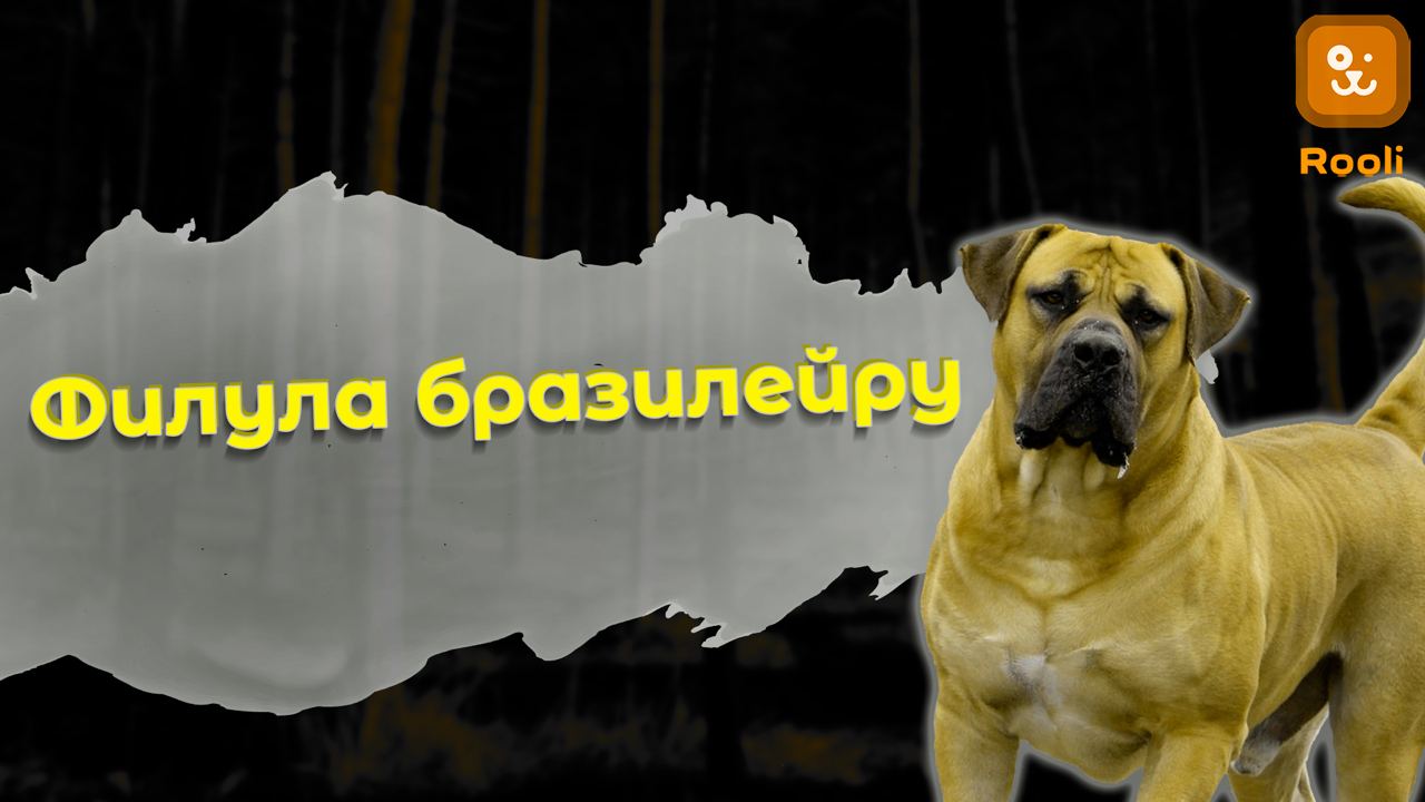 Фила Бразилейро: особенности породы, фото собак, советы по уходу и выбору смотреть онлайн