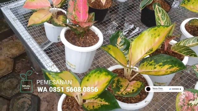 PASTI AMANAH || LARIS BANGET || PUSAT AGLONEMA MURAH & PROMO PAKET EKSTRA 100 RIBU смотреть онлайн