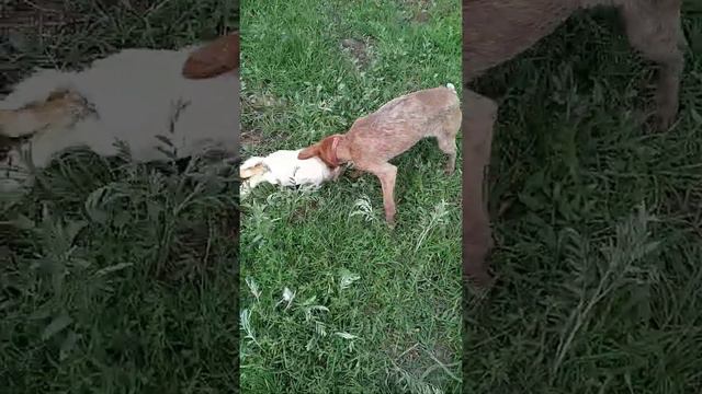 работа курцхар на зайца смотреть онлайн