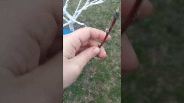 Работы в саду весной. Обработка сада. Что делаем в марте/апреле? смотреть онлайн