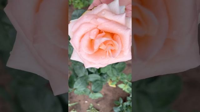 Роза Малибу