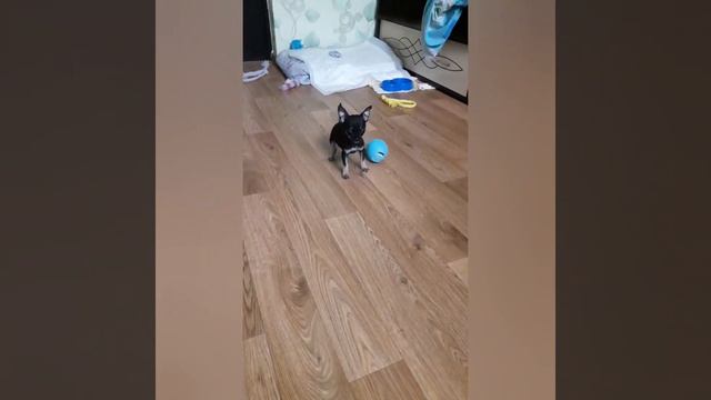 Покупка мини чихуахуа! смотреть онлайн