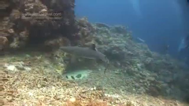 cool sharks at tubbataha смотреть онлайн