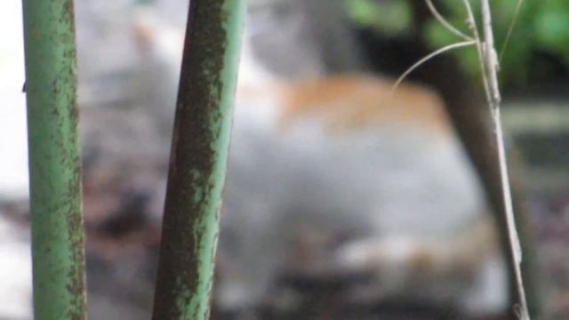 cats in the wild смотреть онлайн