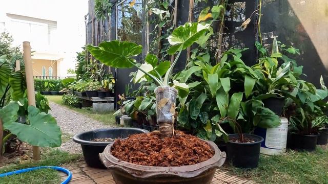 EP.02 ยกยอดต้นโอกินาว่า (Alocasia Okinawa Silve) смотреть онлайн