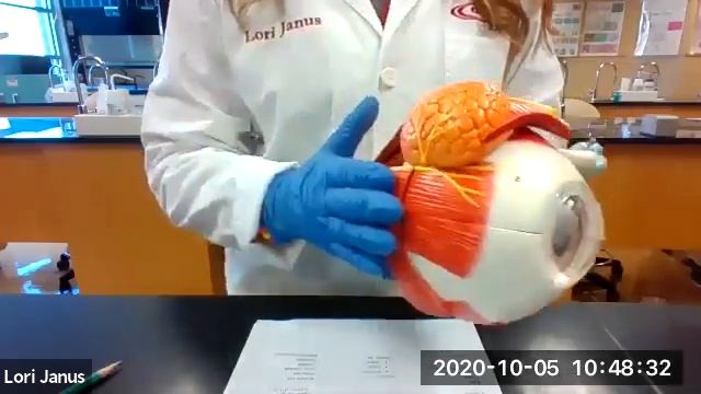 Brain, Eye, Ear Models смотреть онлайн