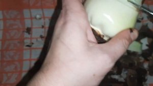 Очистка луковицы гиппеаструма