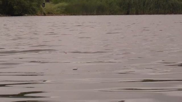 За такими поклевками стоило сюда ехать! Рыбалка летом на поплавок 2020 смотреть онлайн